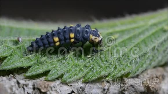 七斑瓢虫蚜虫幼虫食虫视频