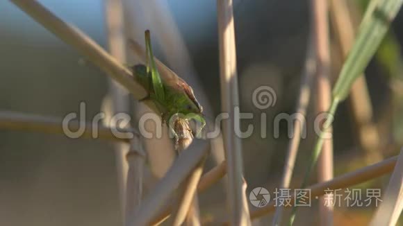 长翅锥头角头变色呼唤歌曲视频