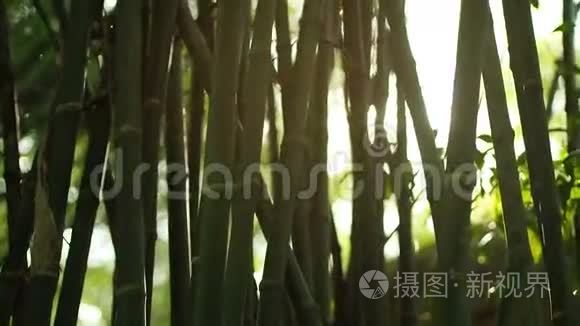 太阳光线透过竹树照射视频