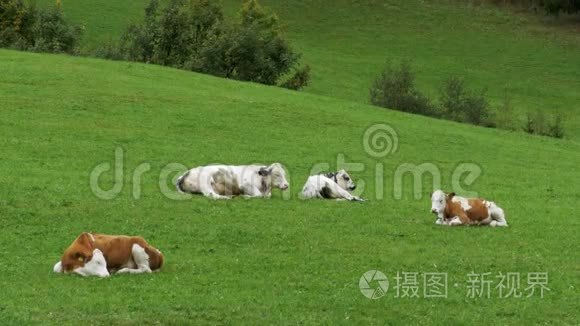 牛躺在高山牧场的绿草上视频