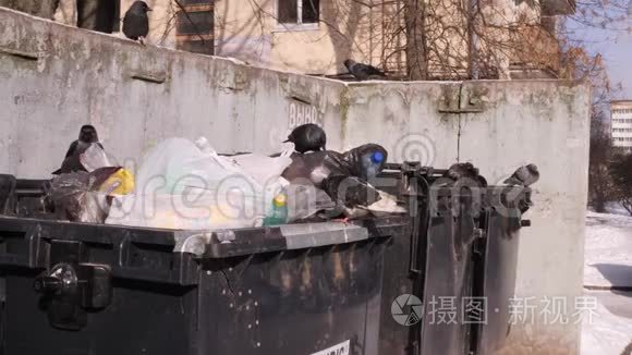 鸟挖垃圾袋.. 城市垃圾场的垃圾箱。 全球污染与消费社会的概念.. 4kUHD3840