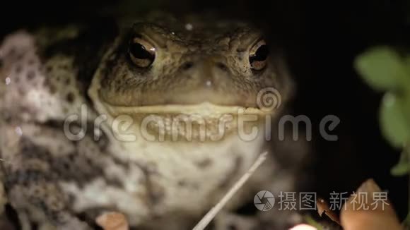 普通蟾蜍蟾蜍呼吸在林下视频