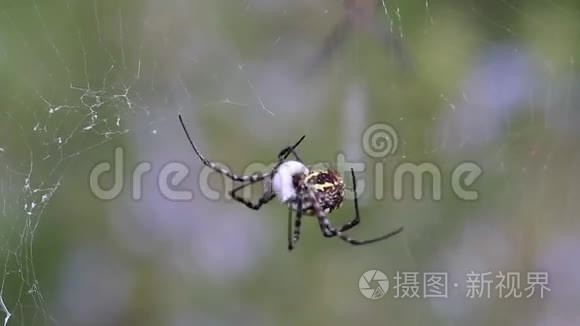 蜘蛛(Argiope trifasciata)与苍蝇一起裂开。 第四部分：蜘蛛带着一个茧，苍蝇在