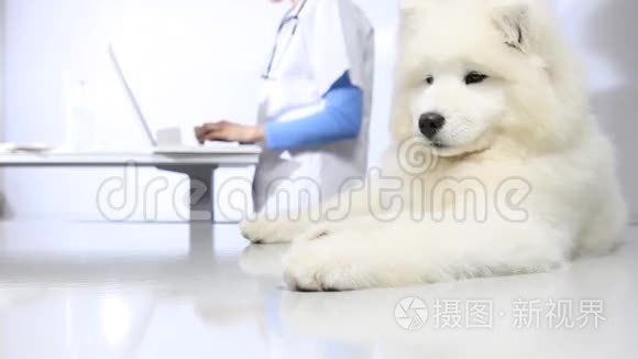 兽医用注射器给狗注射疫苗视频