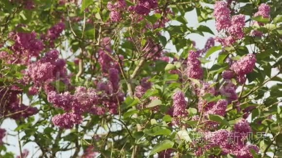 紫色丁香树