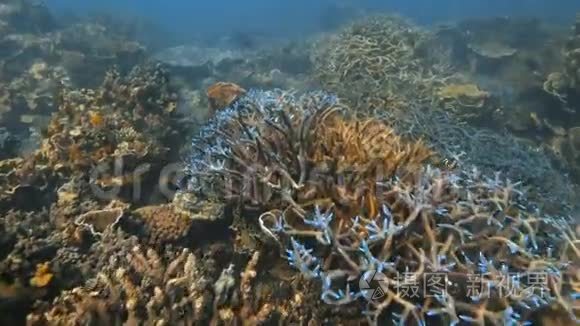 不同的珊瑚礁在缓慢运动