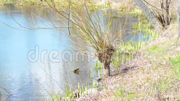 池塘里的水从风中飘动视频