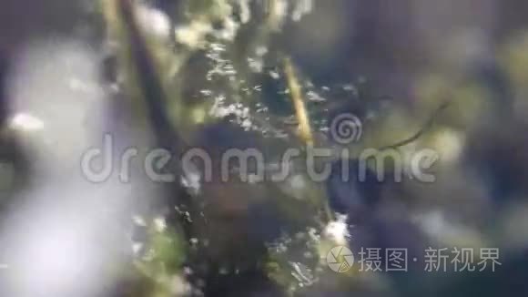 海草中的小青蛙蝌蚪视频