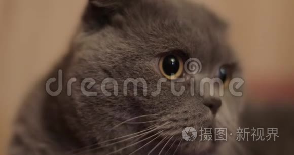 英国短毛猫特写视频