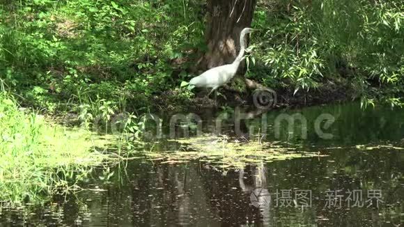 美丽的大白鹭白鹭阿尔巴湖沿岸视频