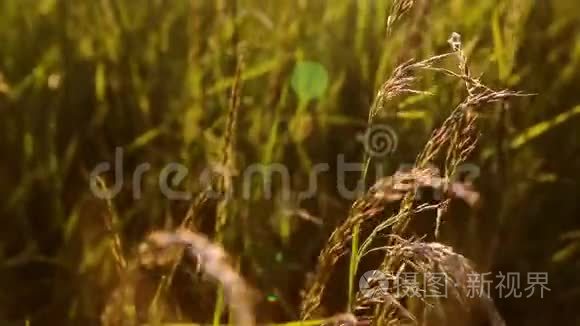 日落草地上的夏草视频