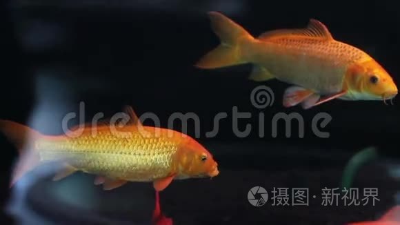 金鱼在水族馆游泳