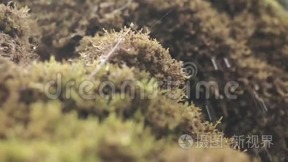 晶莹的水滴滴在苔藓上视频