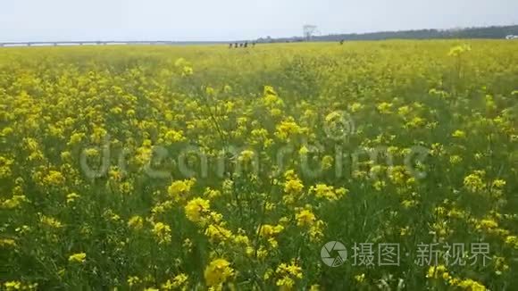 韩国釜山中洞河的玉彩菜籽花节视频