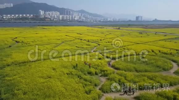 韩国釜山中洞河的玉彩菜籽花节视频