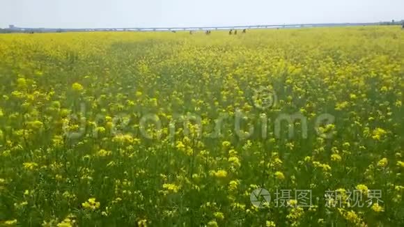 韩国釜山中洞河的玉彩菜籽花节视频