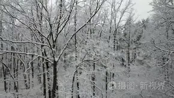 白雪覆盖的树枝的鸟瞰图视频