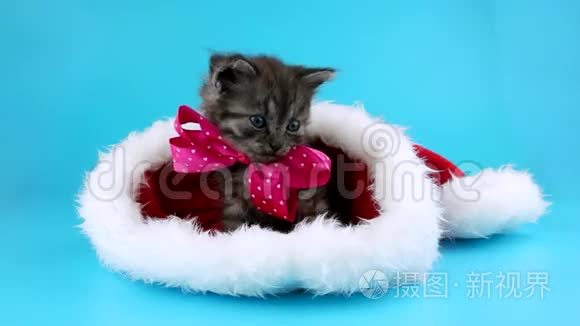 可爱的小猫，戴着红色圣诞老人帽子的粉红色蝴蝶结，新年快乐