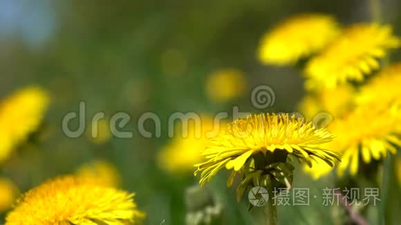 在风中颤抖着绽放的黄色蒲公英4K小花