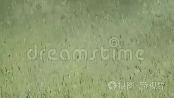 成熟的绿色小麦在风中摇曳视频