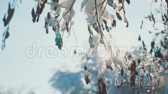 干冰枫树直升机树枝冬日雪天阳光在雪地里闪耀美丽的风景。枯树