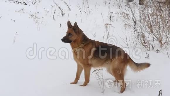 德国雪中牧羊犬