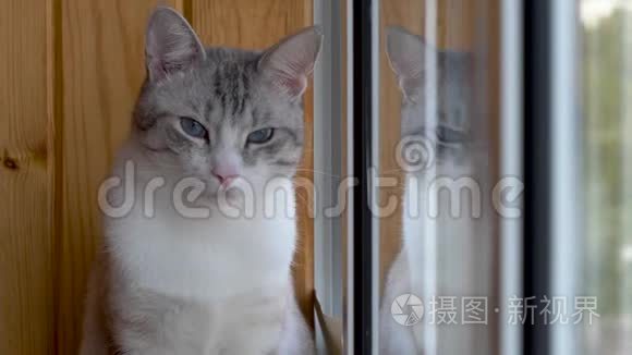 漂亮的俄罗斯欧洲猫坐在窗台上。