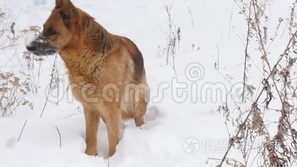 德国雪中牧羊犬视频