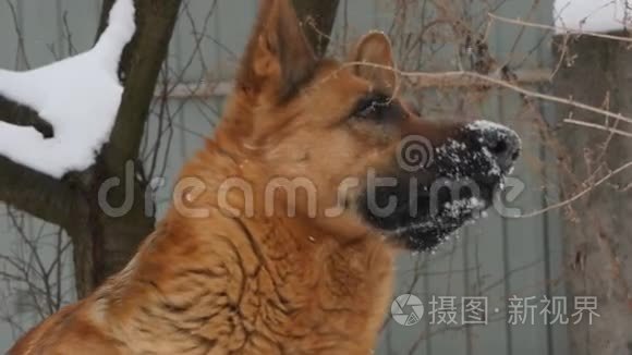 德国雪中牧羊犬