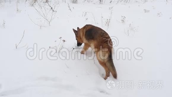 德国雪中牧羊犬