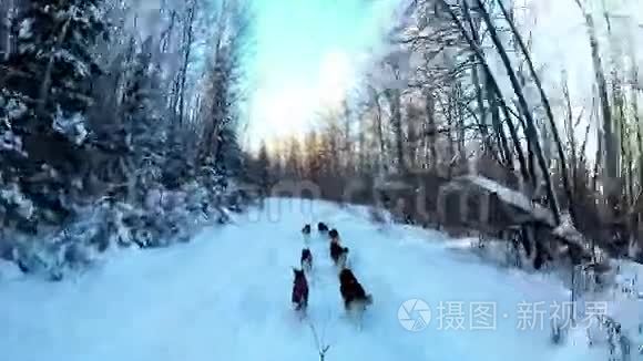 西伯利亚犬拉雪橇视频