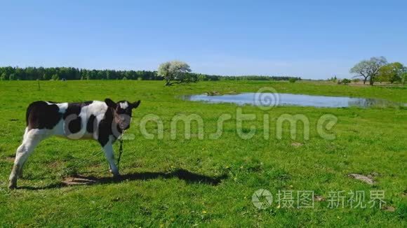 一头牛在池塘附近的草地上觅食