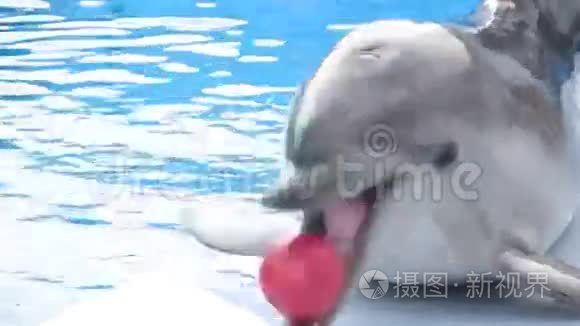 有趣的海豚杂耍球视频