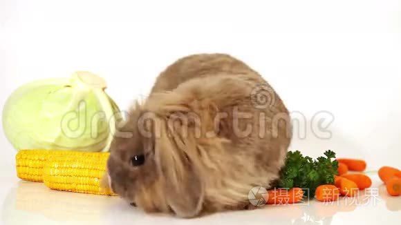 兔子穿着白色的蔬菜视频