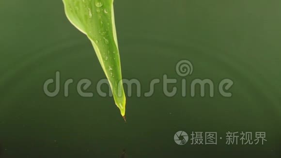 把绿叶上的水滴滴到水里。