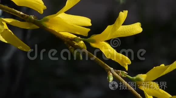 枝上连翘的黄花视频