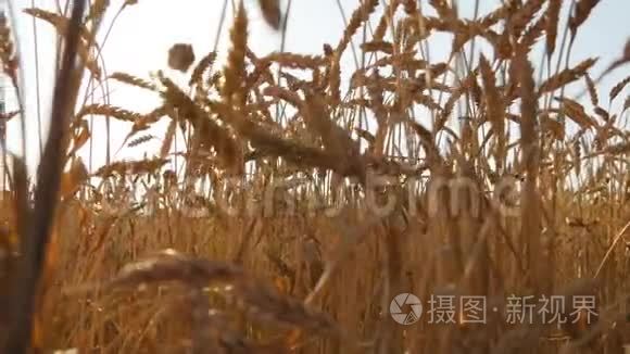 日落时的熟麦地。 日出时夏天的金麦。 金色成熟的麦穗逆天.. 有机有机