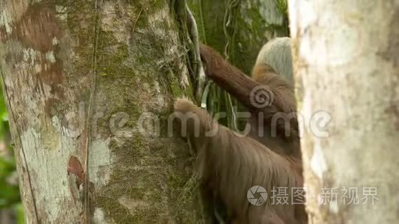 哥斯达黎加热带雨林树上的树懒视频