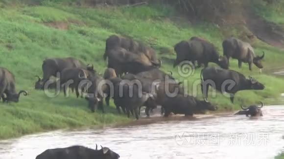 肯尼亚萨凡纳野生动物园的水牛视频