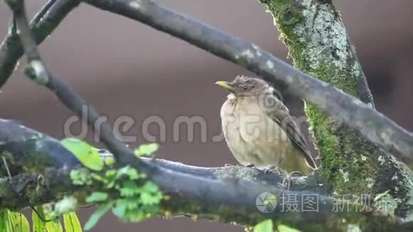 雨中的泥色画眉