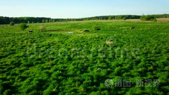 一头牛在池塘附近的草地上觅食视频