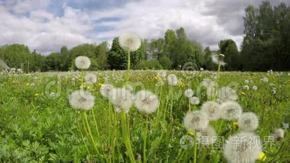 蒲公英种子头，时间间隔4K