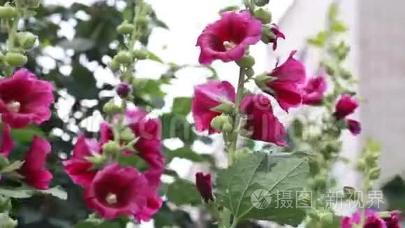 美丽的冬青花在花园里视频