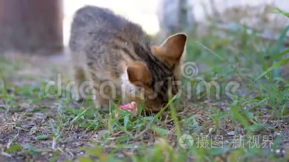 无家可归的灰猫在长凳上的街上吃食物。 动作缓慢。