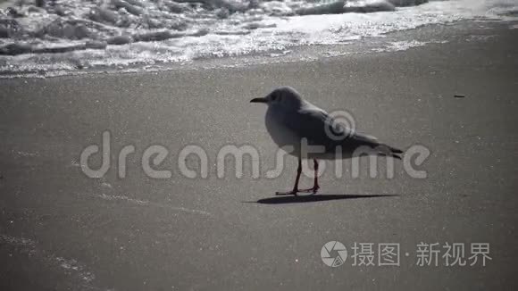 暴风雨中海鸥的海鸟。