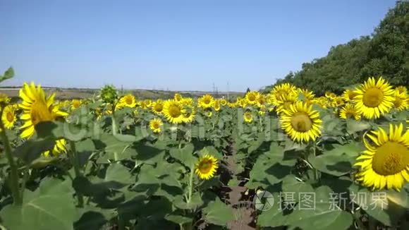 在城市附近的一个村庄，路旁的田野上生长着葵花