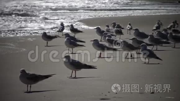 暴风雨中海鸥的海鸟。