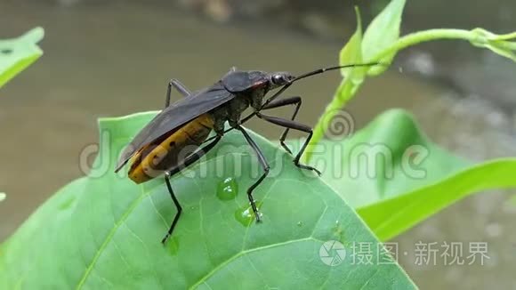 在树叶上刺客虫甲虫视频