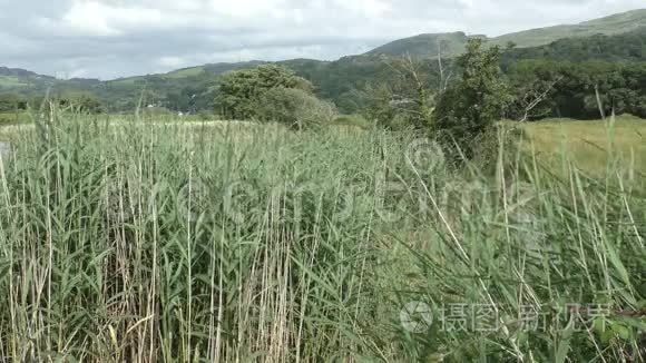 从芦苇向斯诺多尼亚方向眺望视频