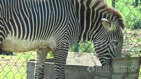 从食槽中进食的斑马特写镜头视频